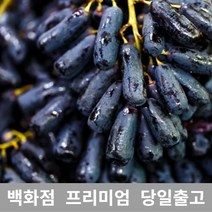 [특등급선별] 블랙사파이어 1kg 가지포도 크림슨 샤인머스켓 청포도 샤인머스캣 수입포도 김천샤인머스켓 포도가격 씨없는포도 거봉포도 씨없는청포도 애플포도 코튼캔디포도 캠벨포도 적포도