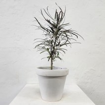 승진축하화분 아랄리아 아라리오 아라리아 플랜테리어, 아라리오소형+퓨어화이트