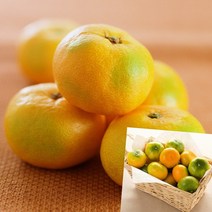 이지리치 타이벡 감귤 3KG 로얄과 맛있는귤 제주밀감