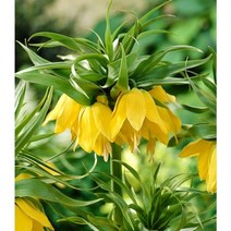 왕패모(프리틸라리아) 얼리 센세이션(노랑)-1구(개화구)