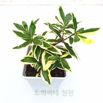 도희씨네 정원>> 비글미 넘치는 황금 천리향 200″ class=”wr-img”></a></div></div></div></div><div class=