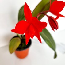 카틀레아 실내화초 다육 화분 화웨농장직송, 단품