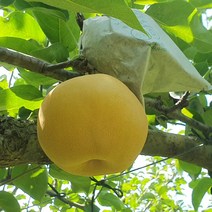 나주배 햇배 신고배 3kg 5kg 15kg 특품 가정용 선물용, 나주배 특품 5kg 8-9과