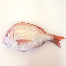 자연산 반건조 참돔 45cm 내외 1kg 내외 생선구이 제수용 제사용 국내산, 1개