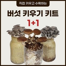 버섯키우기 셀프 키트 1 +1 느타리 표고 버섯 집에서, 느타리버섯 +표고버섯