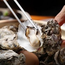 통영 알찬 월하 석화굴8kg 3인분 사계절출시중 굴구이 굴찜
