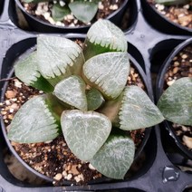 [해뜰다육] 나뭇잎 콤포토니아 하월시아 다육식물 선인장