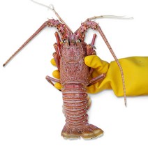 정글의법칙 랍스타 활 크레이피쉬 대형, 1마리, 크레이피쉬 1마리 (550-600g/냉동)