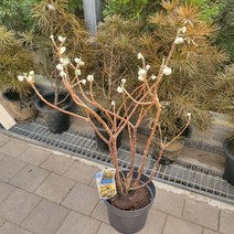 봄바람가든 삼지닥나무 그렌디플로라 10L화분