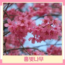 벚나무 묘목 홍벚 접목1년생 뿌리묘 3개