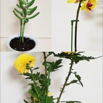 골든트리 일자형 줄기걸이 고정 지지대 17cm 5개입 1세트 꽃 화분 화초 줄기 지주대