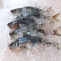 당일조업 통영 전갱이 1kg(4-5미) 손질 전갱이 자연산 메가리 아지 생선구이, 전갱이2kg(9~10미)