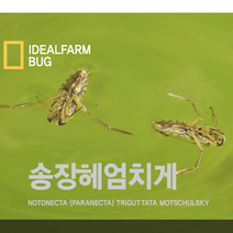 송장헤엄치게 관찰 자연과학 초등교과 수서곤충 물속생물 저수지 교과서 거꾸로 연못 체험 초등수업 자연학습, 단품