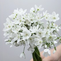 [로즈온리] 코와니 한단 생화택배