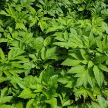 산나물 누리대 누룩치 나물 씨앗 품종 식물 종자 20립 원예작물 81679EA, 본상품선택