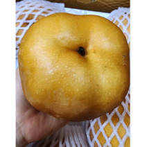 [당도선별] 달콤한 한국 나주배 5kg 15kg 가정용 선물세트 업소용 가정용 못난이배 선물용 햇배 정품배 흠집배 나주배, 가정용 15kg (21-25과)