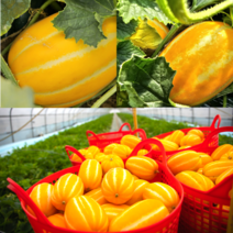 성주 참외 농장 못난이 실속형 3kg 5kg 혼합 랜덤 산지직송, 1개