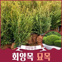 회양목 묘목 30~40cm 생울타리 상록수 조경수 공원수 화단 담장 원예 관상수 가드닝, 택배배송