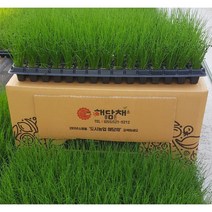 부추모종 100포트 (1포트에 부추25알에서 35알 심어져 있습니다)