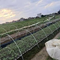 비닐 온실 하우스 만들기 자재 야채 창고 야채 단열 내부 창고 크기 아치 창고 브래킷 기둥 골격 유리 섬유 강화 플라스틱 막대 활 33, 8mm 길이 3.95m 20 스팬 2.6-3.1m