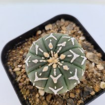 [메카다육]50-0719 선인장 슈퍼투구(V투구) 국내실생 다육식물, 1개