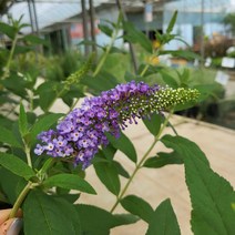 봄바람가든 붓들레아 엠파이어블루 6치포트 꼼꼼한포장 야생화