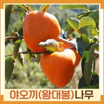 감나무 묘목 왕대봉(야오끼) 접목1년생 뿌리 특묘 1개