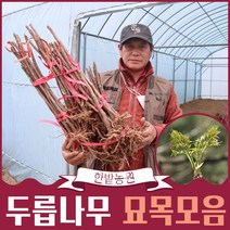 두릅 나무 묘목 가시 참 두릅 민 두릅 헛개나무 1-3년생 약용수, 헛개나무 2년생