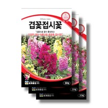 겹꽃 접시꽃 씨앗 30립x3봉 /겹접시꽃 혼합종, 3개