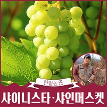 샤인머스켓 접목 포도나무 묘목 샤이니스타 (신품종) 접목1년생 대목 18808, 샤인머스켓 접목1년생 18808대목