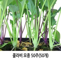 콜라비모종 50주(50개)/적콜라비모종/레드콜라비