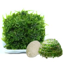 미미네아쿠아 무결점 미니삼각 모스+플로팅 모스돔 1개 세트