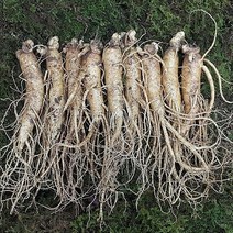 금산인삼 세척인삼 오쿠홍삼용파삼 난발삼 원수삼, 1개, (세척수삼)원수삼대1채9~11뿌리