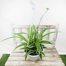 에덴플랜트 오션 걸이화분 지름 약17cm포트 무늬접