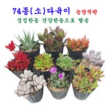365장터 다육이 소품 74종 싱싱한놈 건강한놈으로 발송, 7바위솔