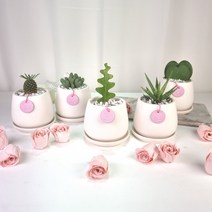파인애플을 닮은 다육이 괴마옥 화분set - 집들이 생일 사무실 승진, 축전, 베트남 도토리토분 (베이지) - 화분받침 별도