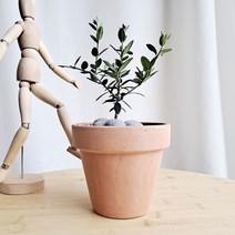 데일리가든 반려식물 올리브나무 키우기쉬운식물 + 토분화분, 이태리토분