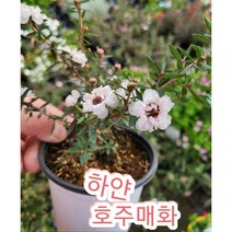 매화꽃-호주매화 흰색/겨울에 피어나는 꽃 매화의 꽃말은 기품 품격
