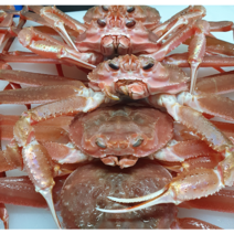 [산지직송 ] 국산 대게 살이 꽉 찬 자숙 게 영덕 울진 속초 제철, 활 대게 6마리 생물, 2kg
