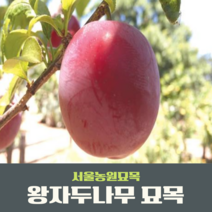 서울농원묘목/자두나무 묘목 왕자두 알프스왕자 접목1년생, 왕자두(상묘)