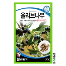 올리브나무 10립 / 수목종자 화단 정원 마당 관상용 벽면 정원 조경가꾸기
