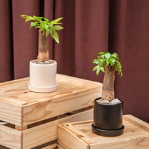 이국적인 분위기 반려식물 키우기쉬운 공기정화식물 파키라 도자기, 목대 셋, 도자기 화이트, 없음