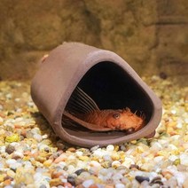 안시 산란상 물고기 베타 은신처 새우 가재 놀이터, 옵션명, 안시산랑상