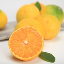 제주 고급과일 황금향 프리미엄과 3kg(선물용), 1개