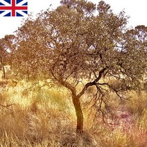 [드그라쎄] 프리미엄 프래그런스오일 350종 캔들 디퓨저 석고방향제 20ml - 3, 영국산 30. 샌달우드 & 머스크