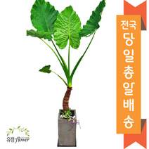 개업 축하 화분 특대형 전국 당일배송, 06. 알로카시아, 1개