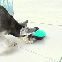 강아지 삑삑이 간식벨 3종 훈련벨 주머니 소형 중형 대형 견 운동기구, 삑삑이 디스펜서볼 그린볼