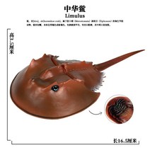 바다동물 우수함 리얼 해양 동물모형 구룡 새우 팽귄 뒤집게 오징어 농어 상고 생물 수반 2035983238, PL127-488 투구게