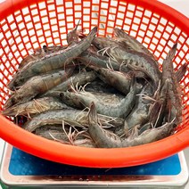국산 새우 1kg 흰다리새우 대하 생새우 제철 생물 급냉 왕새우, 흰다리새우 2kg
