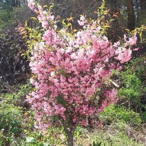 착한가격나무생각/수사해당화/개화주/R2~3, 주